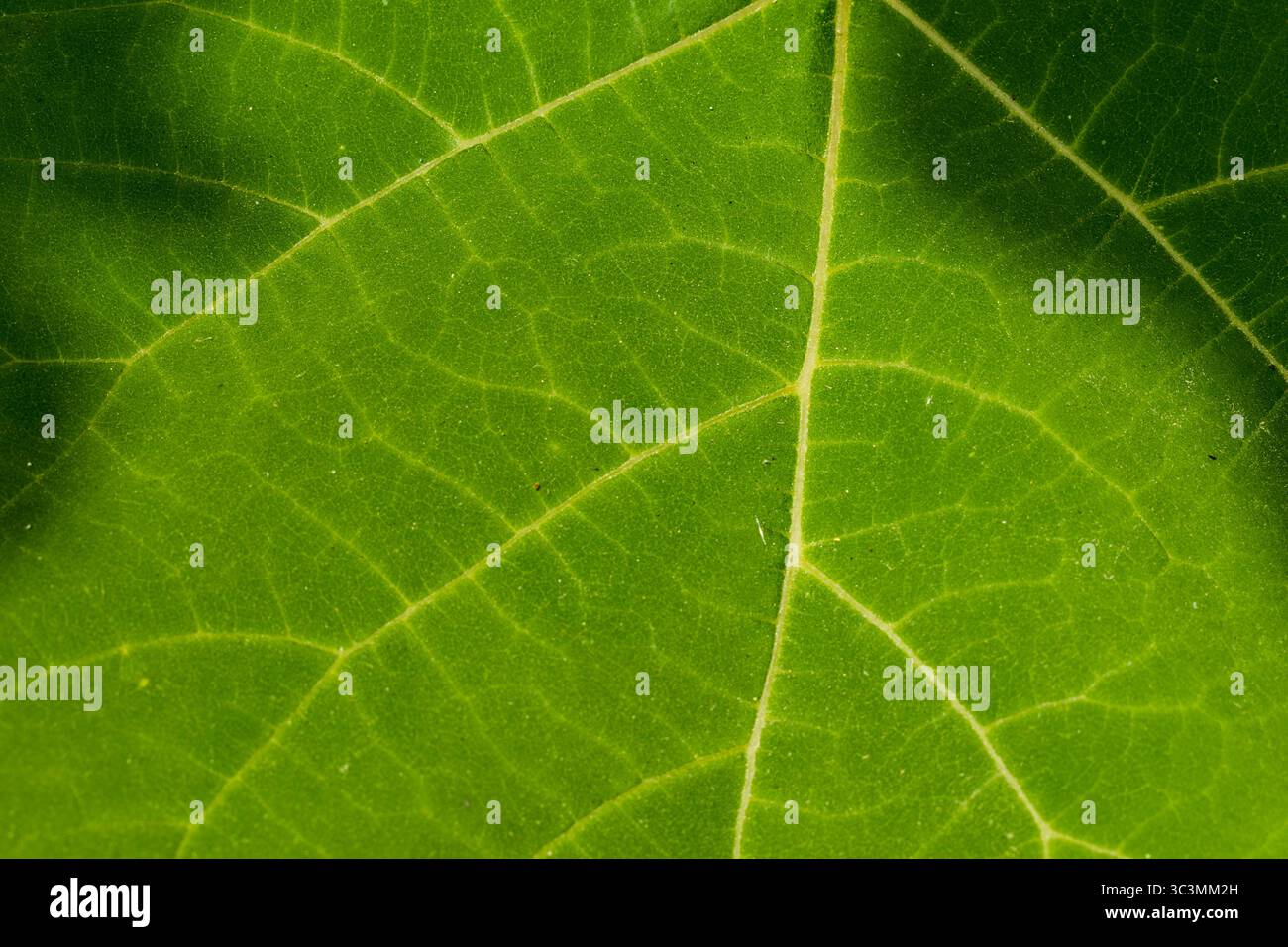 Primo piano di foglie verdi con venature naturali. Foto macro della struttura dettagliata della superficie delle lamelle. Foto Stock