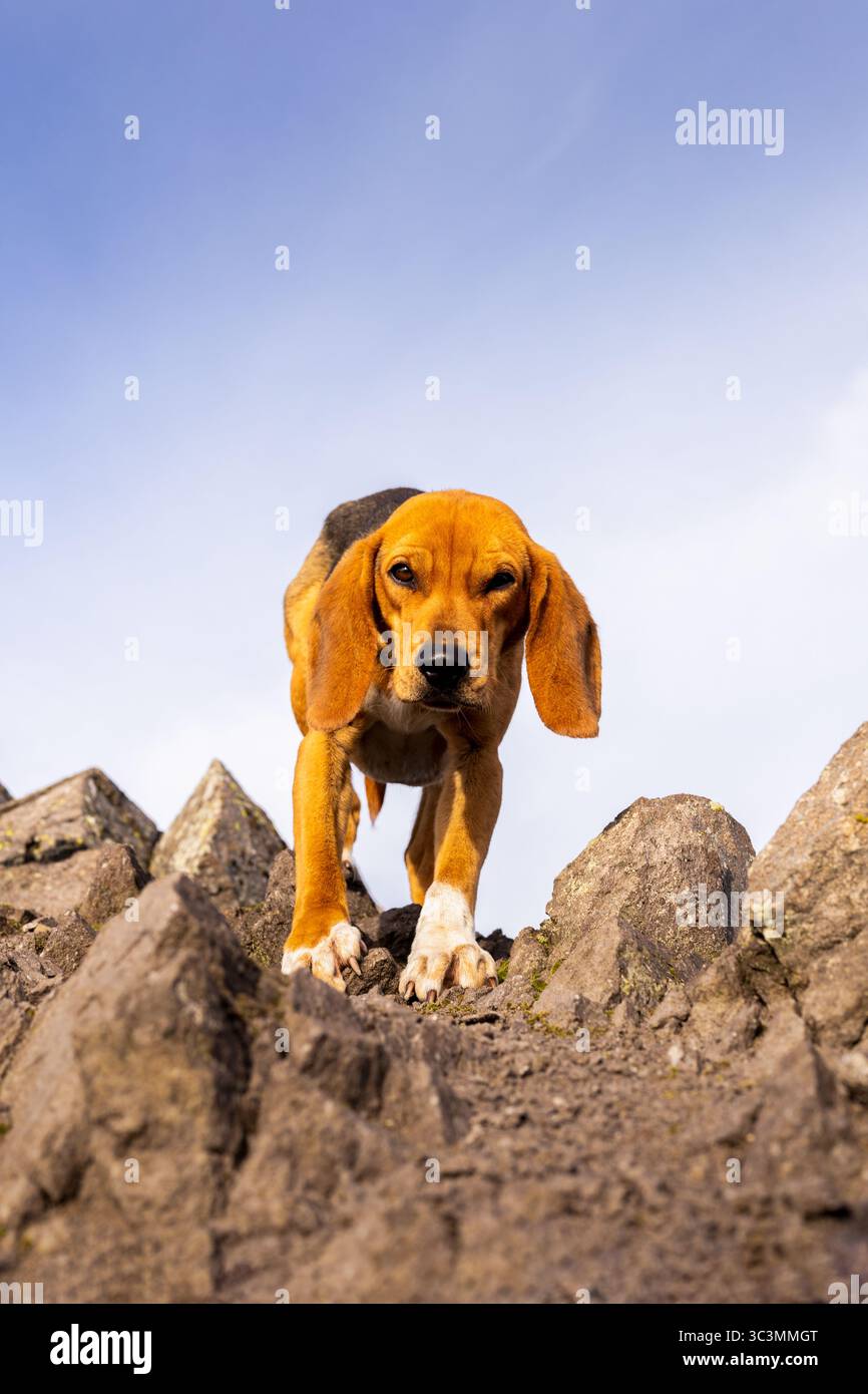 Un cane curioso si erge in cima a un paesaggio roccioso di montagna sotto un cielo azzurro. Il terreno accidentato e la postura di allerta del cane evocano un senso di avventura Foto Stock
