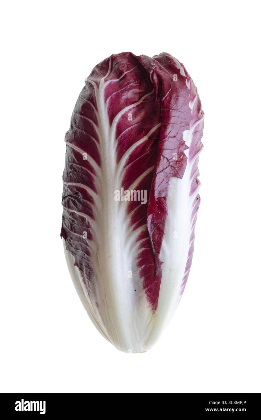 Cicoria rossa Treviso. Vista laterale di una cicoria (Cichorium intybus), varietà Radicchio Rosso (cicoria rossa) Precoce di Treviso IGP del Nord Italia Foto Stock