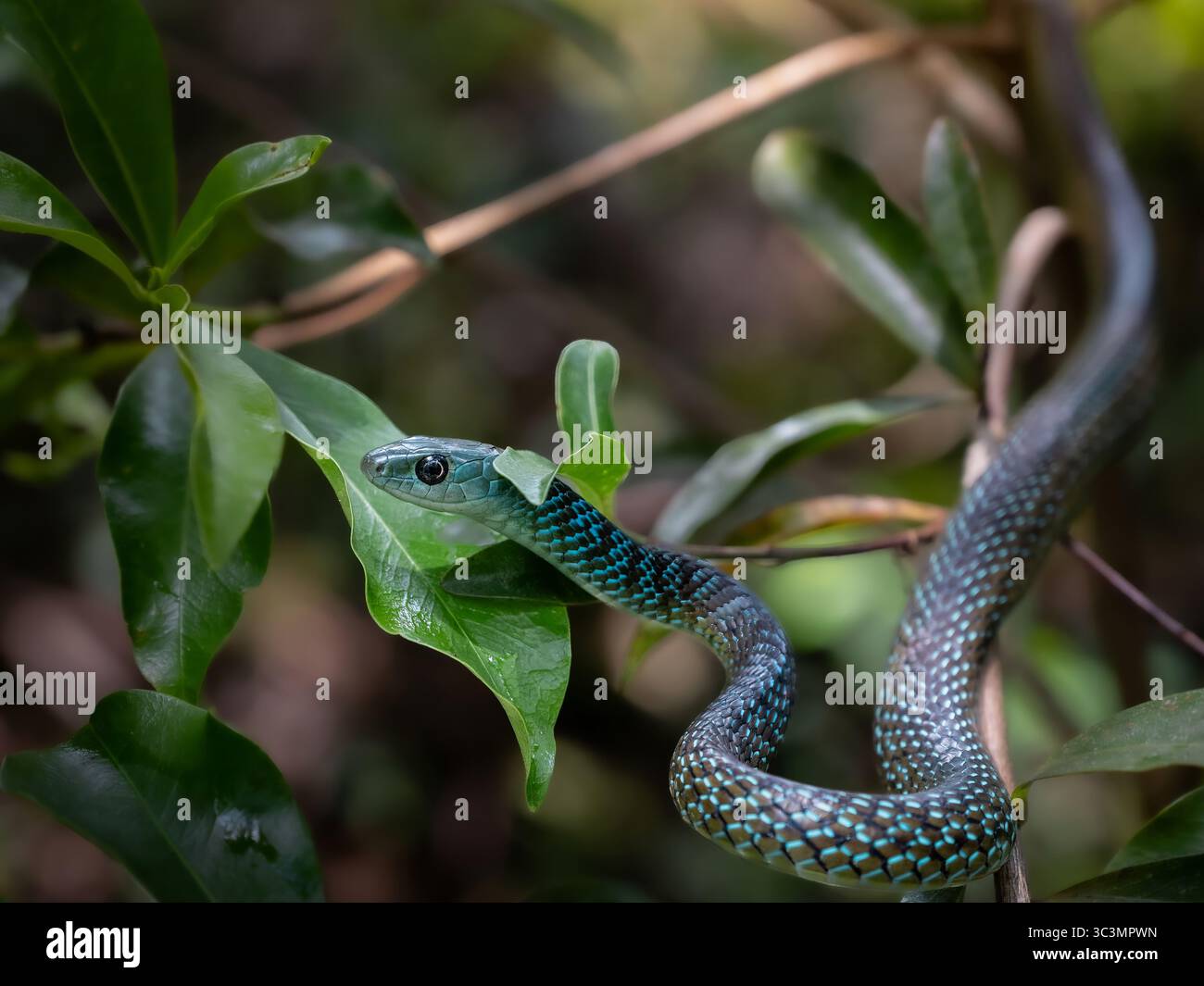 Un'immagine accattivante con un serpente verde Uganda Hughe che scorre graziosamente attraverso fitte foglie verdi, mostrando le sue scaglie e il suo orologio vibranti Foto Stock