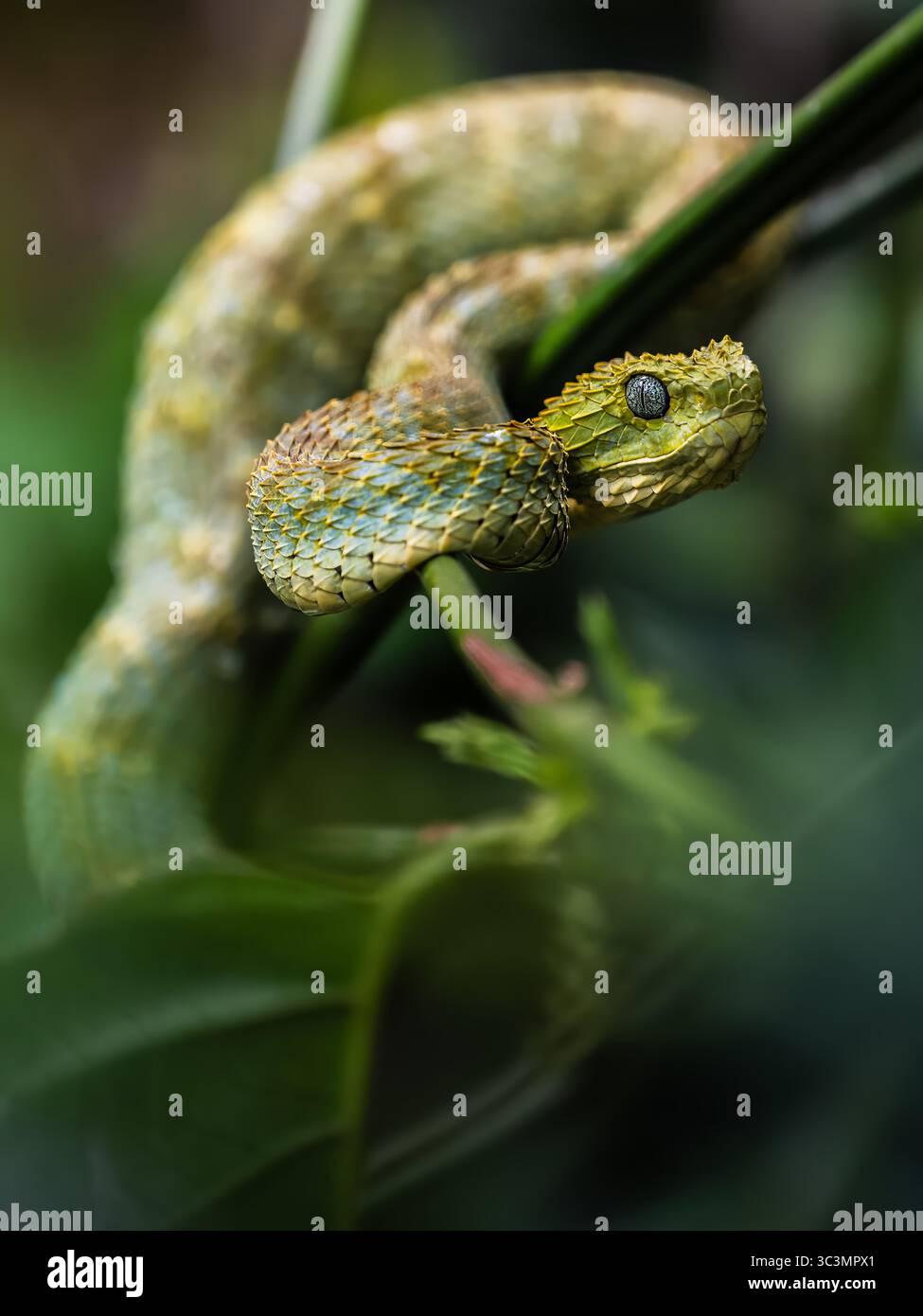 Un'immagine dettagliata che mostra una vipera verde avvolto graziosamente intorno a un ramo. Le sue scaglie brillano con sfumature di verde e giallo, mescolando marinai Foto Stock
