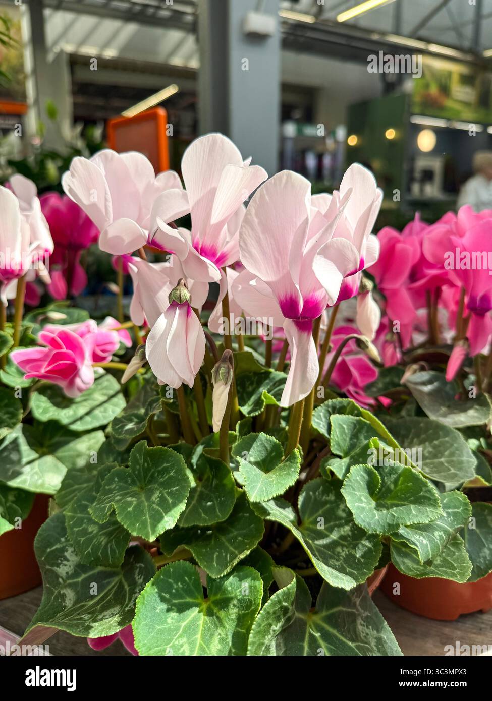 Cyclamen persicum presenta i suoi delicati petali rosa e le foglie verdi lussureggianti in una gamma vibrante, valorizzando qualsiasi esposizione floreale con la sua bellezza. Foto Stock