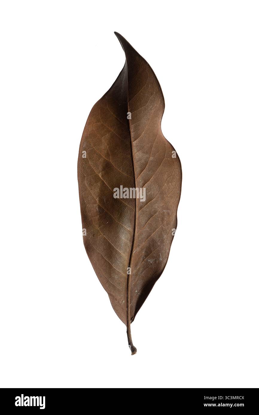 Foglia di Magnolia. Parte inferiore di una foglia marrone della magnolia meridionale (Magnolia grandiflora). Alta risoluzione, isolata, sfondo bianco Foto Stock