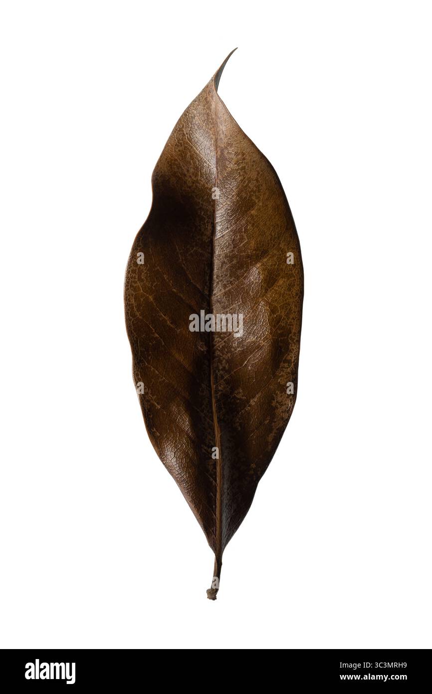 Foglia di Magnolia. Lato superiore di una foglia marrone della magnolia meridionale (Magnolia grandiflora). Alta risoluzione, isolata, sfondo bianco Foto Stock