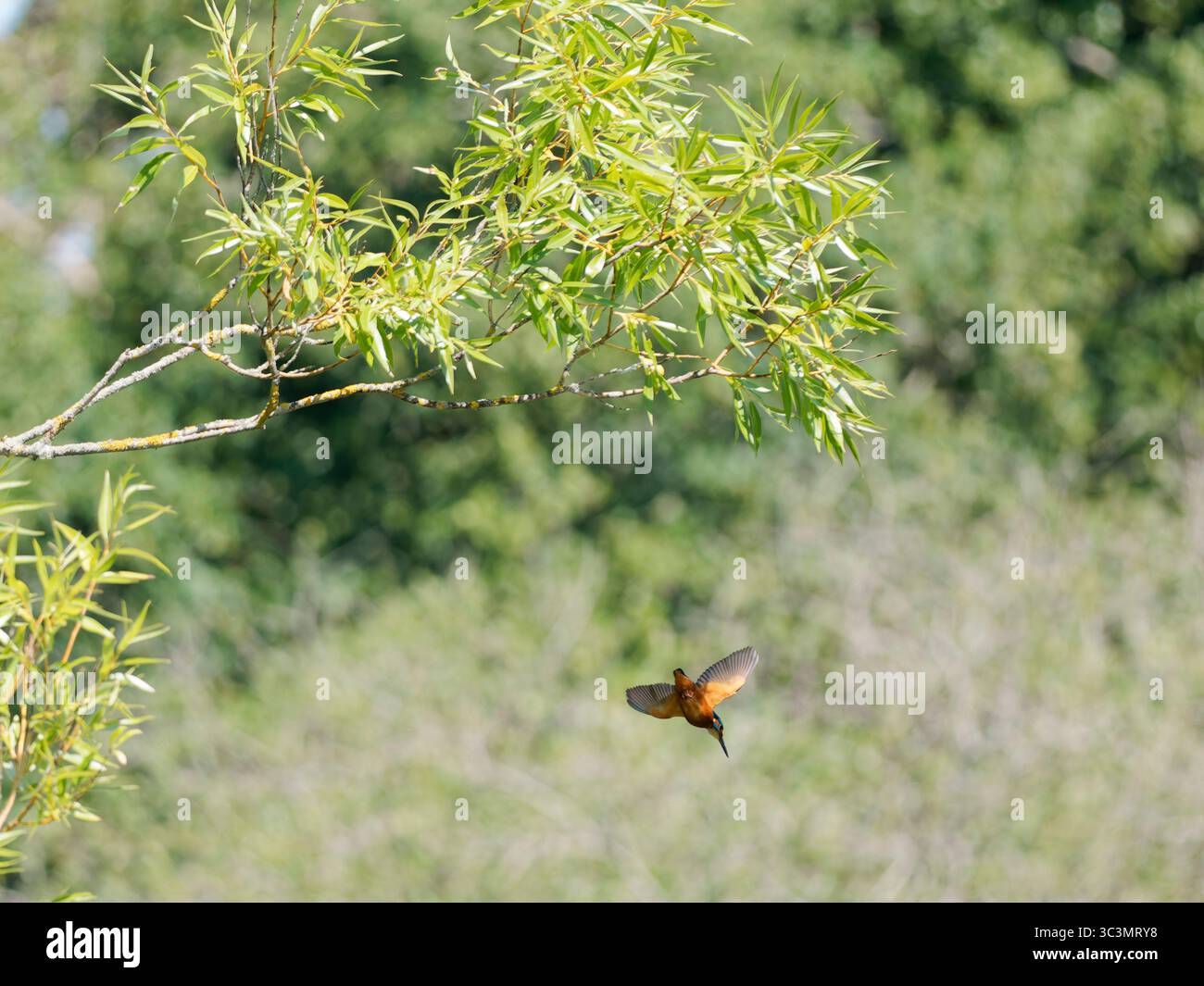 Un kingfisher che si tuffa in acqua Foto Stock