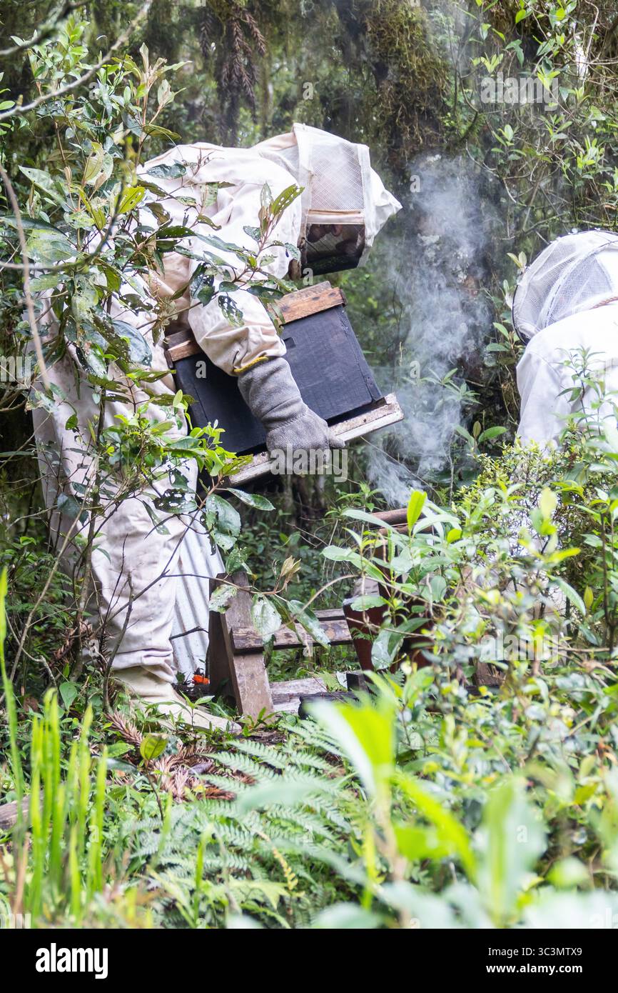 Gli apicoltori in attrezzatura protettiva raccolgono miele dagli alveari di Cambara do sul, Brasile. La lussureggiante foresta li circonda mentre estraggono con cura il miele, mostrano Foto Stock
