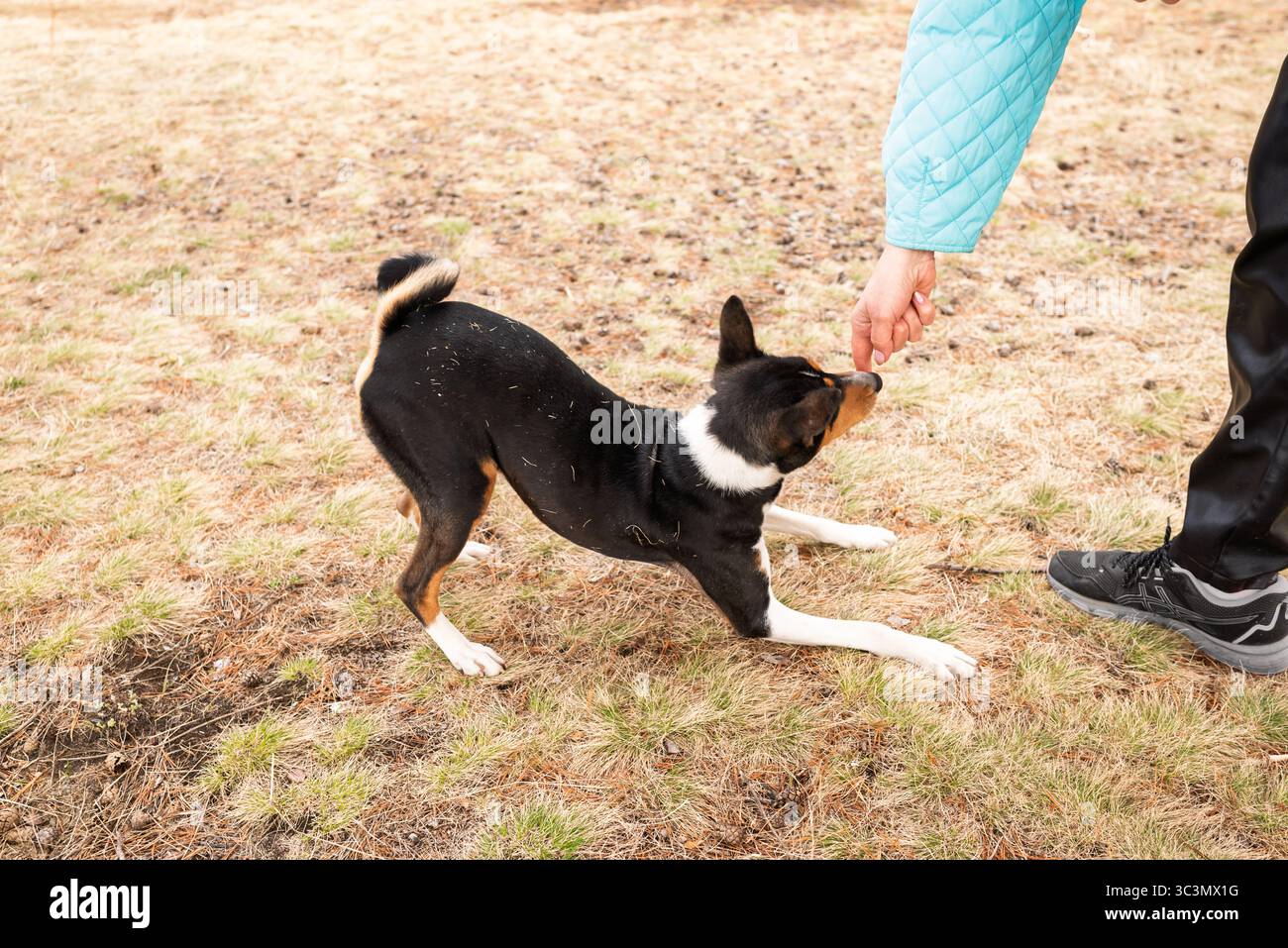 Una donna e il suo giocoso cane Basenji che si godono una giornata di sole nel parco. Il cane interagisce con entusiasmo con il proprietario, mostrando il loro legame e il loro ene Foto Stock
