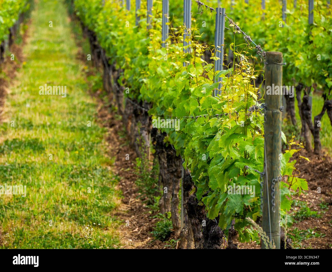 kiedricher grafenberg storica azienda vinicola vinicola campo d'uva vista valle del reno germania Foto Stock