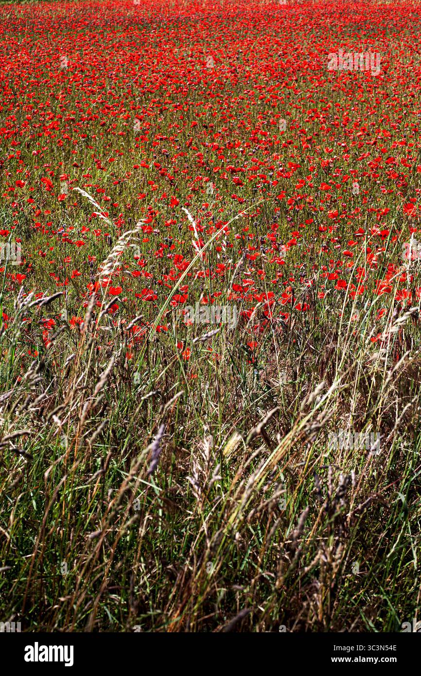Poppy Field in campagna Foto Stock