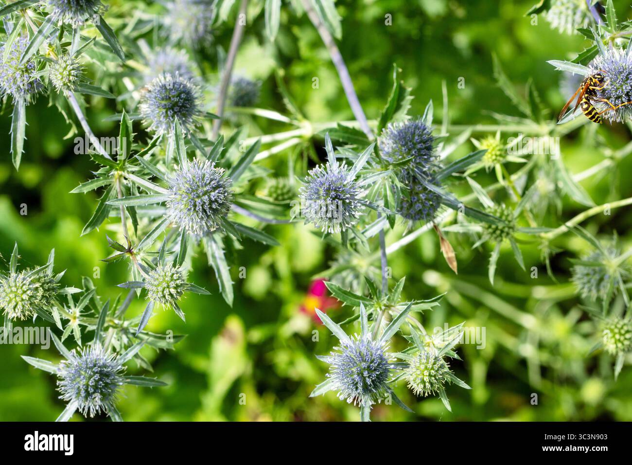 Piante di miele della Lettonia - fiori di Eryngium, primo piano di fiori e insetti che nutrono il nettare in azione. Foto Stock