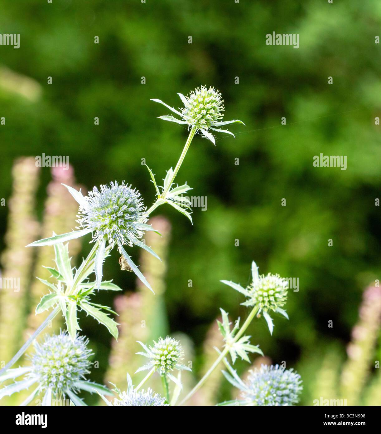 Piante di miele della Lettonia - fiori di Eryngium, primo piano di fiori e insetti che nutrono il nettare in azione. Foto Stock