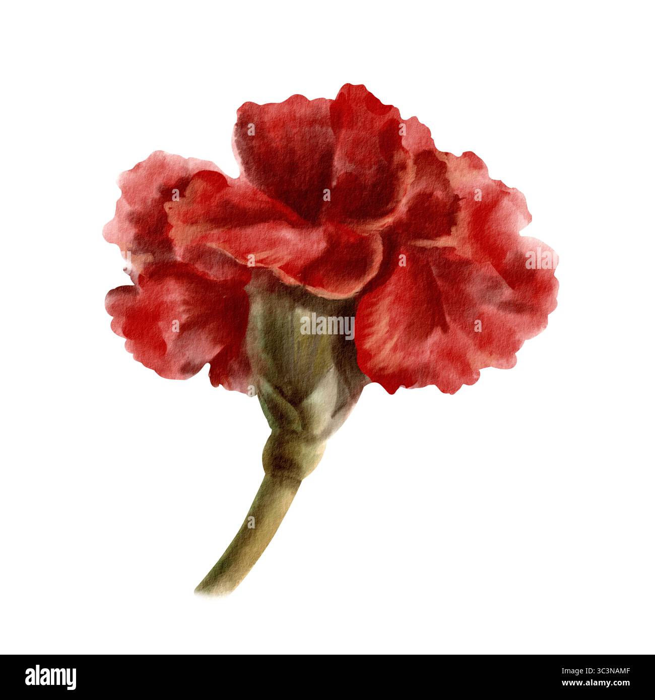 Fiore di garofano rosso come simbolo della rivoluzione portoghese del 25 aprile 1974, simbolo della libertà dal regime totalitario nello stato isolato Foto Stock