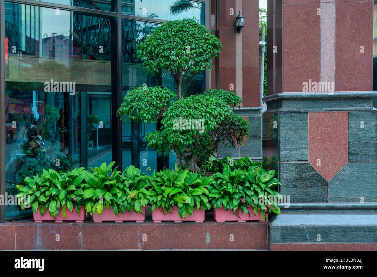 Le piante ornamentali sono potate e modellate in modo elaborato, collocate per decorare l'esterno delle opere architettoniche Foto Stock