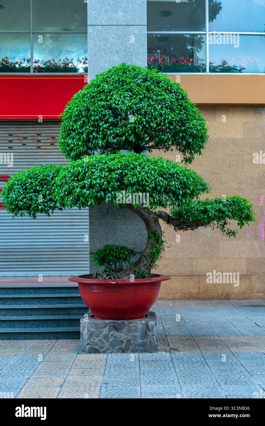 Le piante ornamentali sono potate e modellate in modo elaborato, collocate per decorare l'esterno delle opere architettoniche Foto Stock