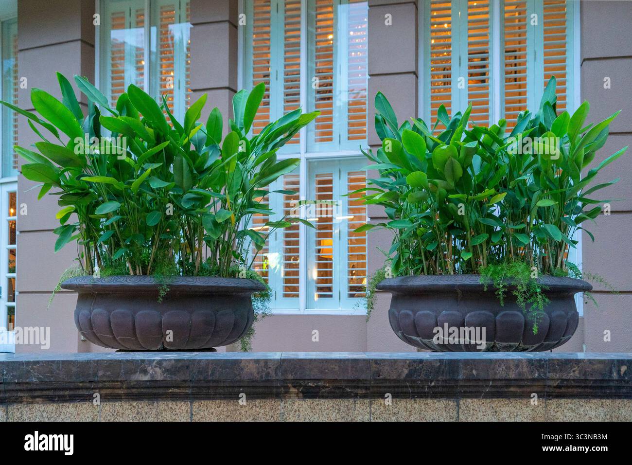 Le piante ornamentali sono potate e modellate in modo elaborato, collocate per decorare l'esterno delle opere architettoniche Foto Stock