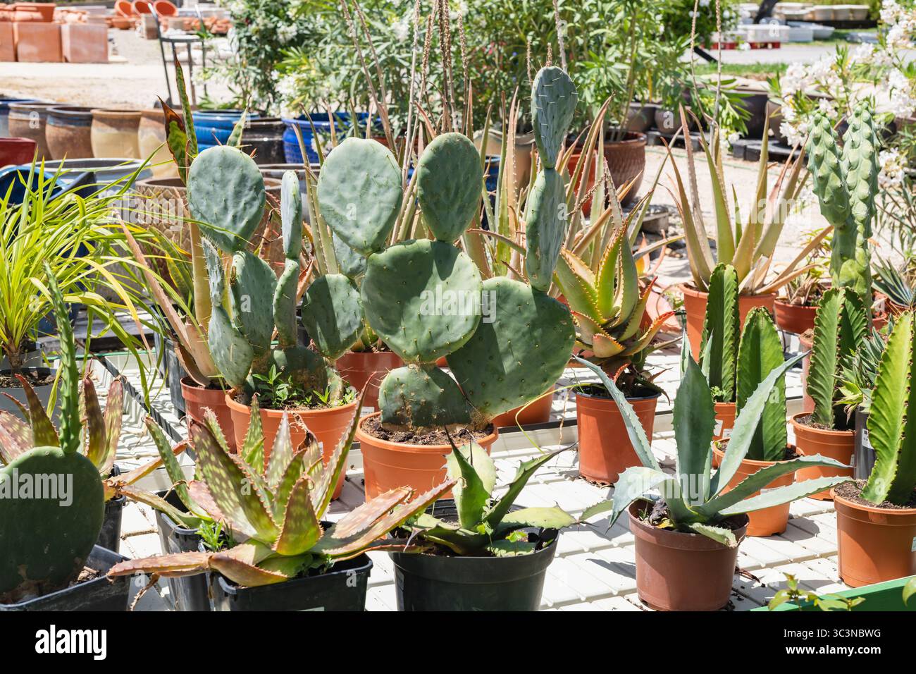 Una vasta collezione di cactus e piante succulente è allestita in vasi di plastica esposti in un negozio all'aperto. Foto Stock