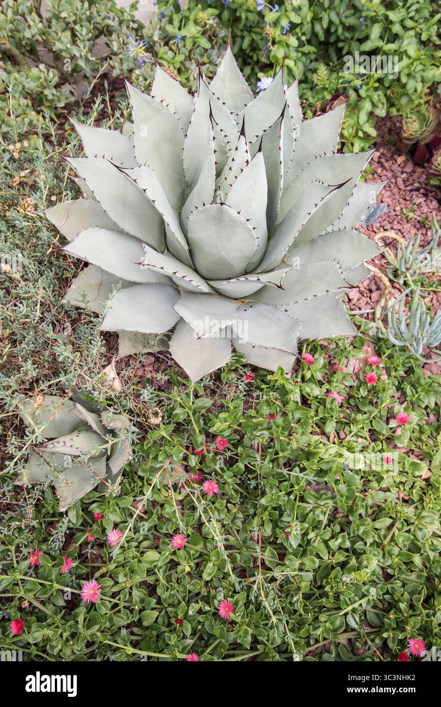 Parrys Agave, alias Agave parryi, con un'impressionante rosetta di foglie grigio-verdi. Foto Stock