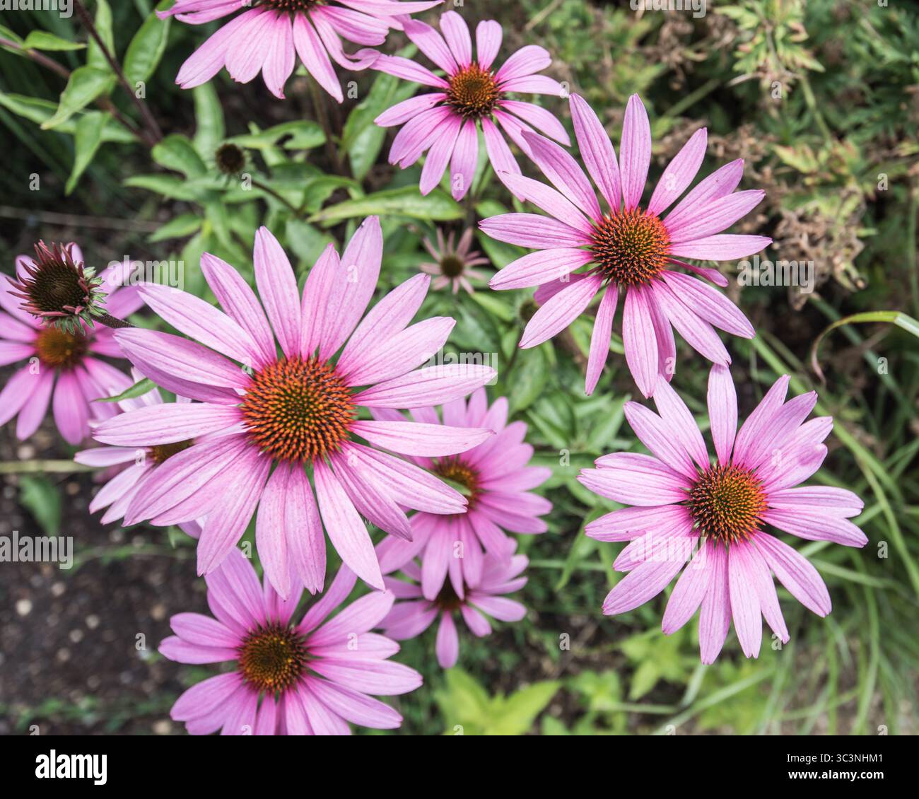 Purpurea perenne erbacea un fiore simile a margherita con cono centrale prominente di colore arancio-marrone e. Foto Stock Purpurea perenne erbacea un fiore simile a margherita con cono centrale prominente di colore arancio-marrone e. Foto Stock