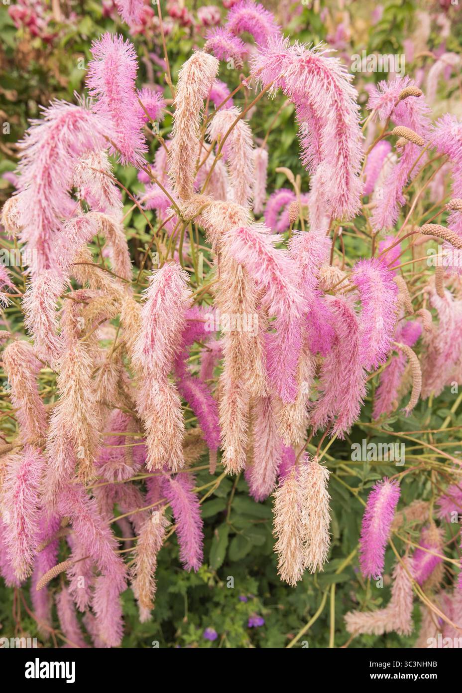 Probabilmente un Burnet forse Sanguisorba Hakusanensis con lilla per cerchiare code di scoiattolo rosa e foglie blu-grigie. Foto Stock