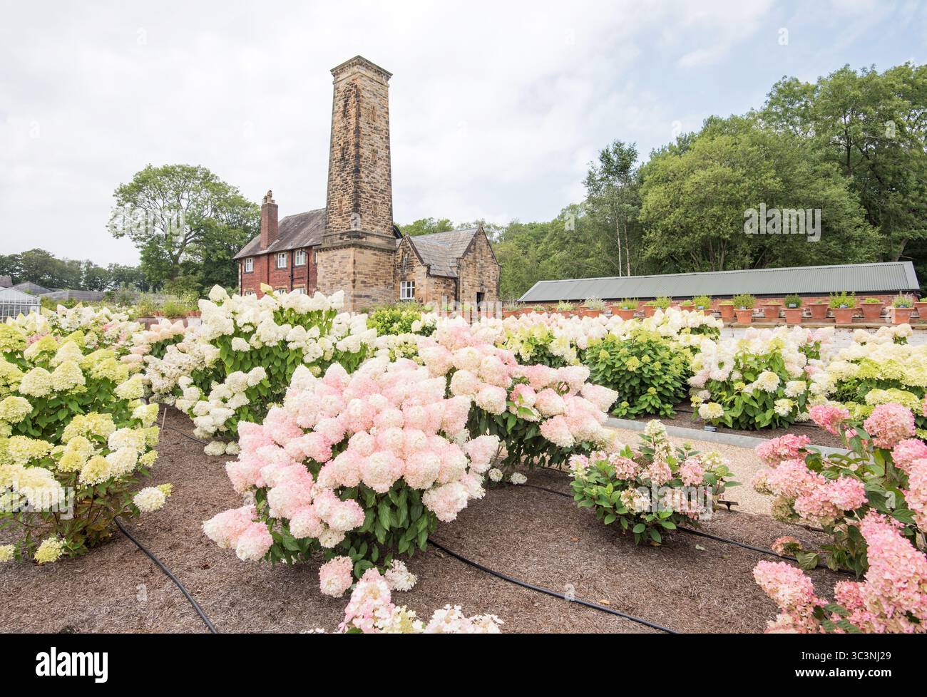 Il Bothy è un caratteristico caldaia e camino, con favolose esposizioni di ortensie presso il RHS Garden Bridgewater, Worsley, Salford, Manchester, Regno Unito. Foto Stock