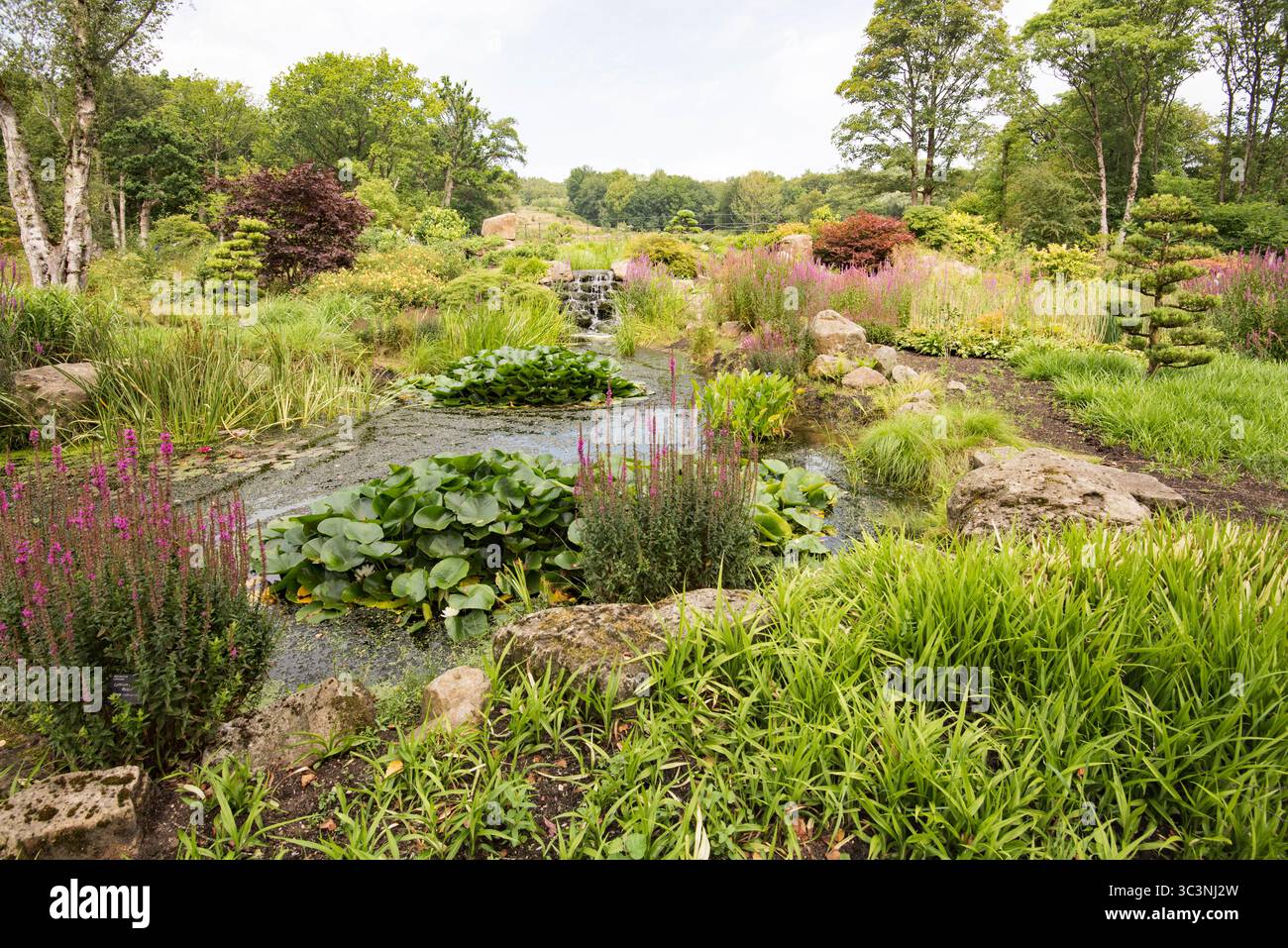 Autentico giardino in stile cinese sul lato aerodinamico presso il giardino RHS Bridgewater di Worsley, Salford, Manchester, Regno Unito. Foto Stock