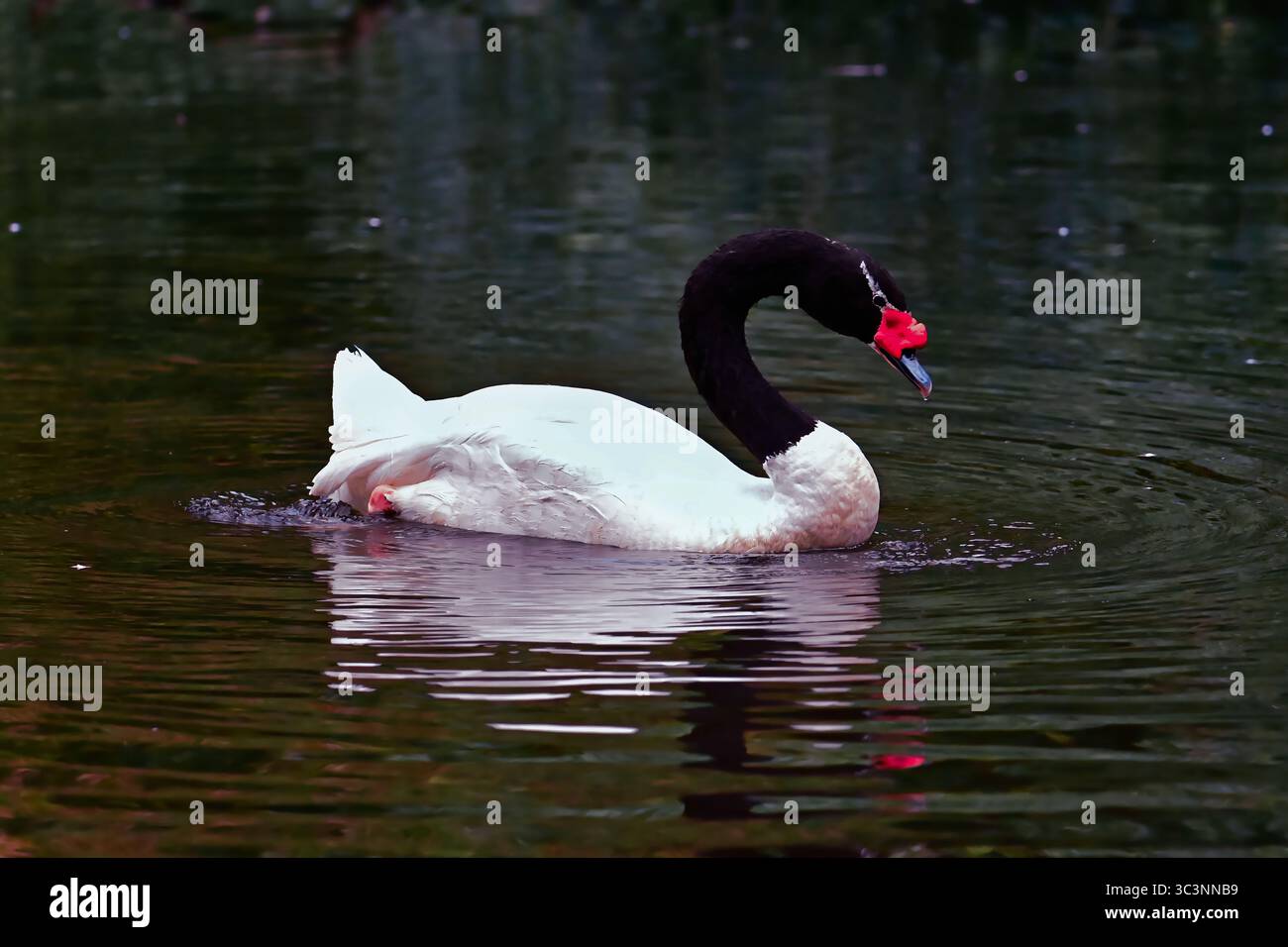 Il cigno dal collo nero, Cygnus melancoryphus, Der Schwarzhalsschwan Foto Stock