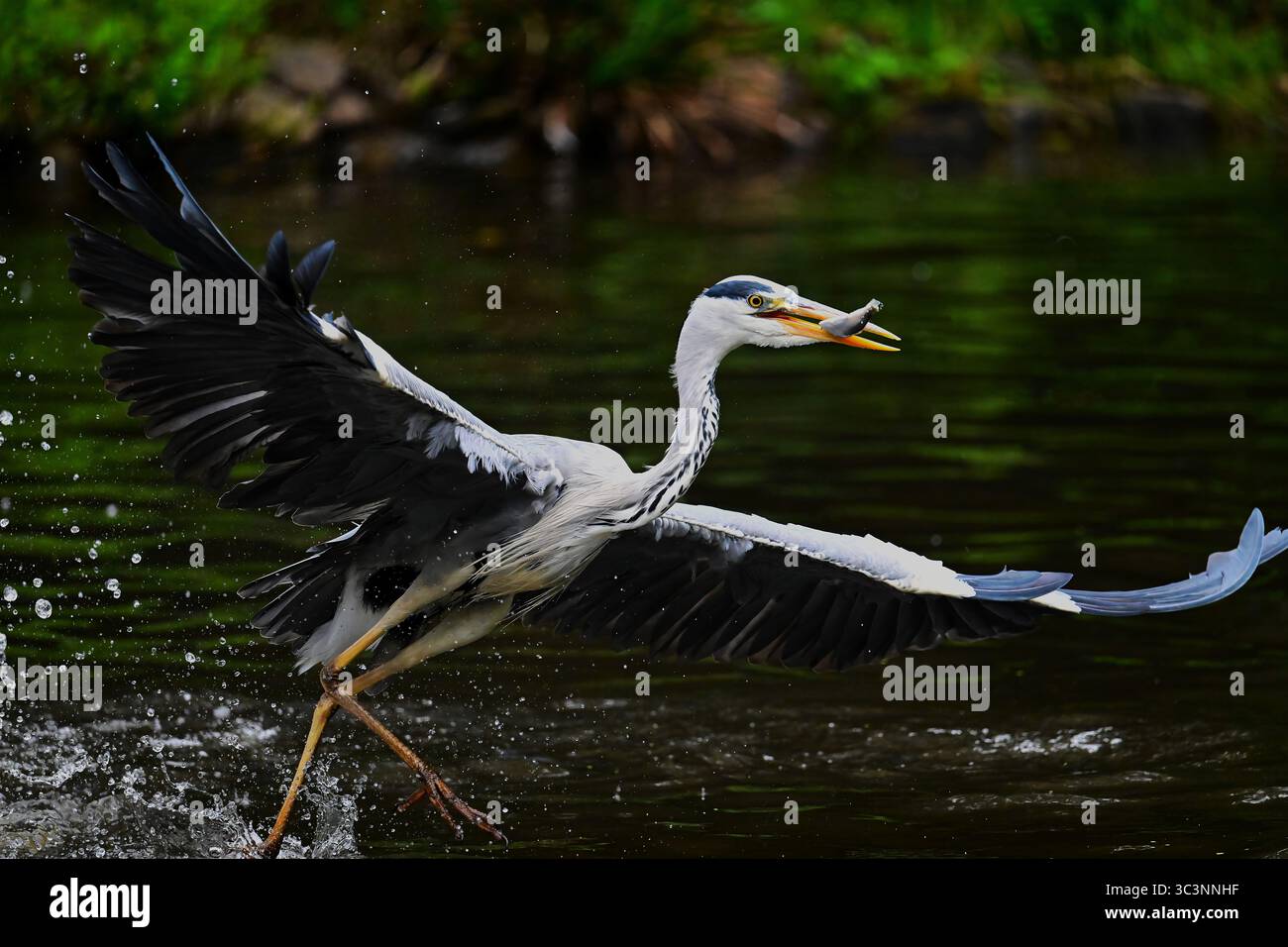 Graureiher, Ardea cinerea, airone grigio Foto Stock