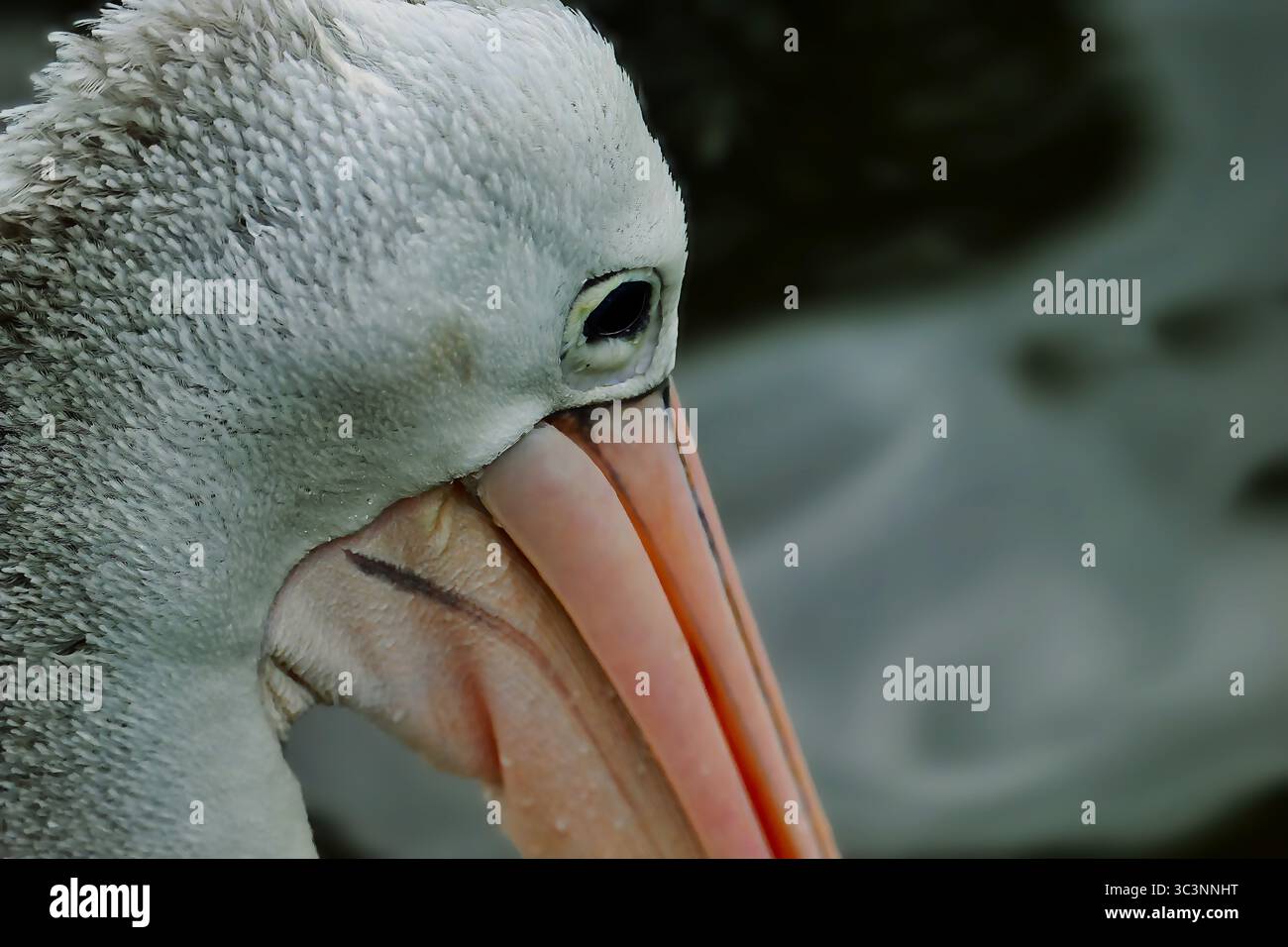 Brillenpelikan, Pelecanus conspicillatus, pellicano australiano Foto Stock