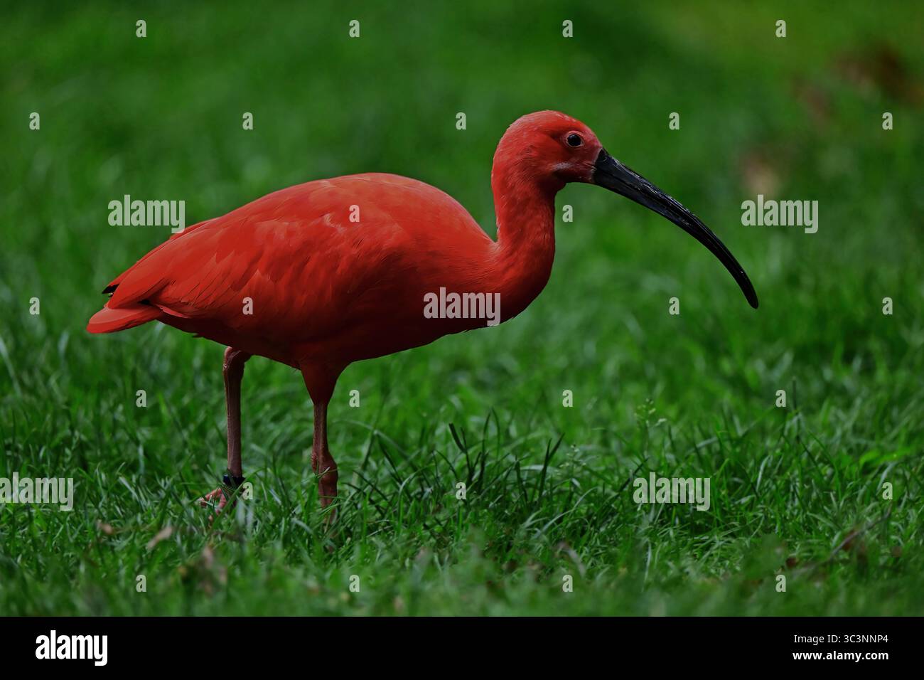 Scharlachroter Ibis, Eudocimus ruber, Scarlet ibis Foto Stock