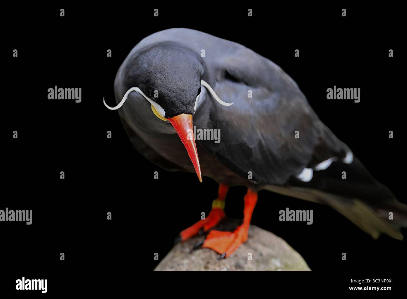 Inkaseeschwalbe, Larosterna inca, inca Foto Stock