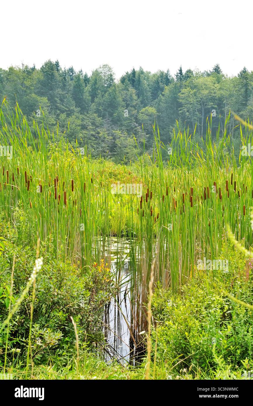 Un percorso attraverso le code di gatto in una zona umida, che mostra gli intricati dettagli del paesaggio naturale. Foto Stock