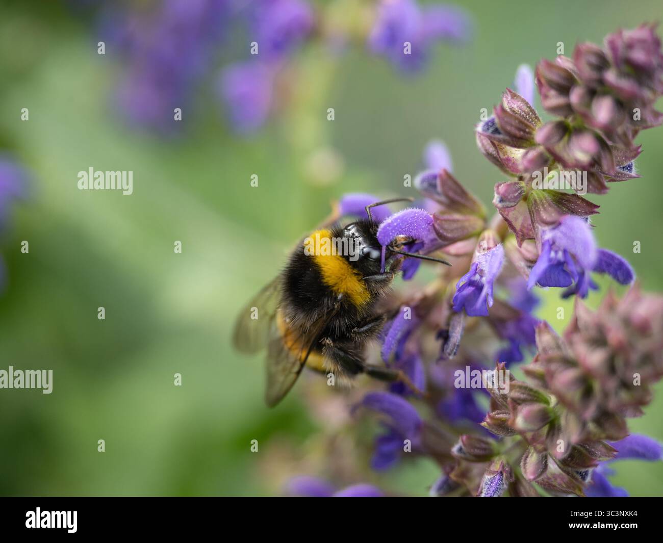Foto macro di un bumblebee che raccoglie il nettare da fiori viola su uno sfondo verde sfocato, che mostra il processo di impollinazione e la vibrante na Foto Stock