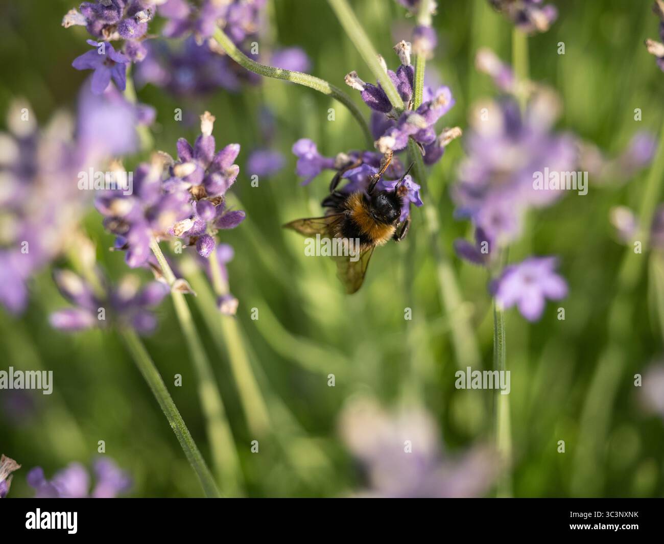 Bumblebee che raccoglie nettare tra vivaci fiori di lavanda, mostrando la bellezza naturale e l'importanza ecologica degli impollinatori in un giardino colorato Foto Stock