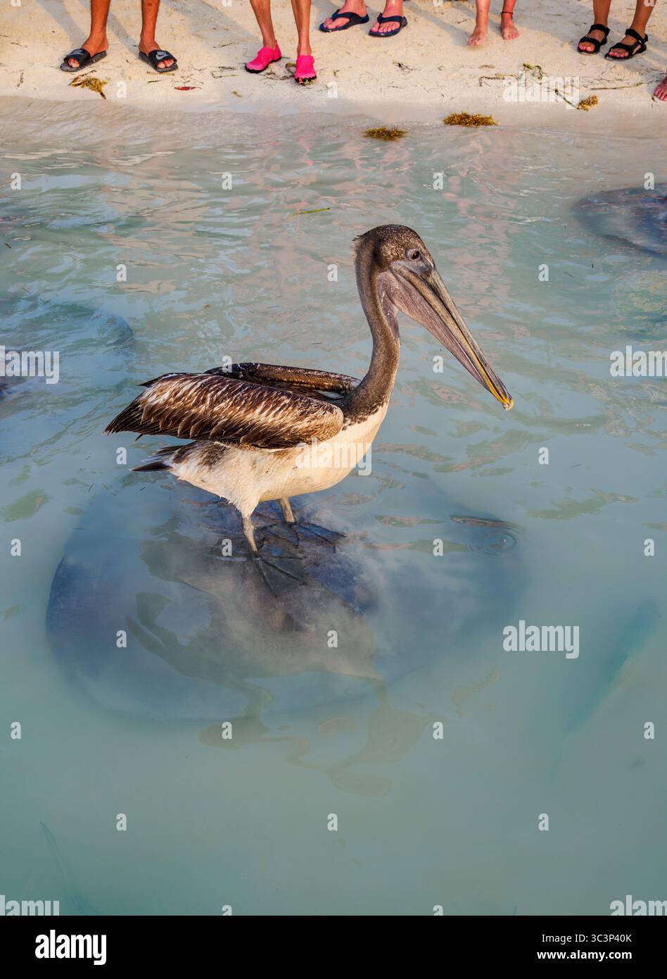 Brown Pelican (Pelecanus occidentalis) a Stingray Beach, Caye Caulker, Belize District, Belize Foto Stock