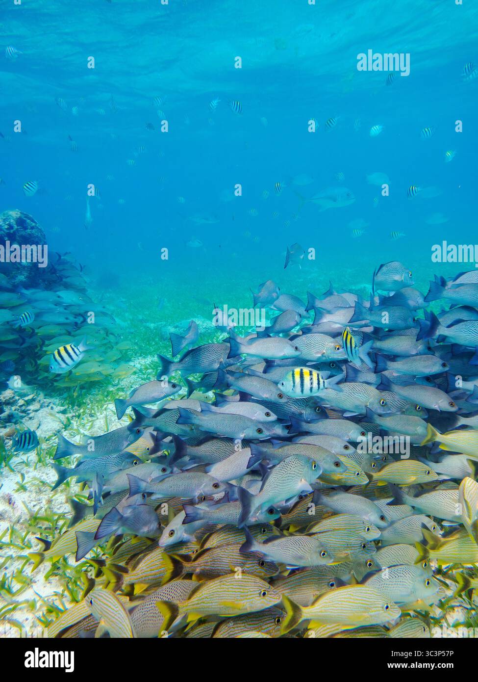 Foto subacquea scattata durante la riserva marina di Hol Chan, Shark Ray Alley e Coral Garden Snorkelling Tour, Belize District, Belize Foto Stock