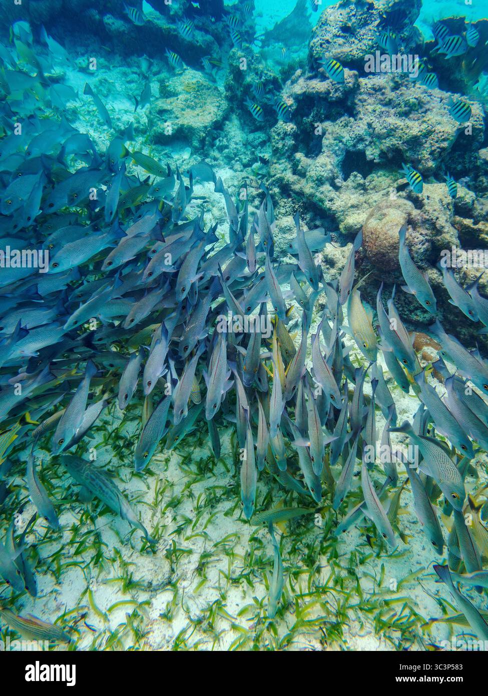 Foto subacquea scattata durante la riserva marina di Hol Chan, Shark Ray Alley e Coral Garden Snorkelling Tour, Belize District, Belize Foto Stock