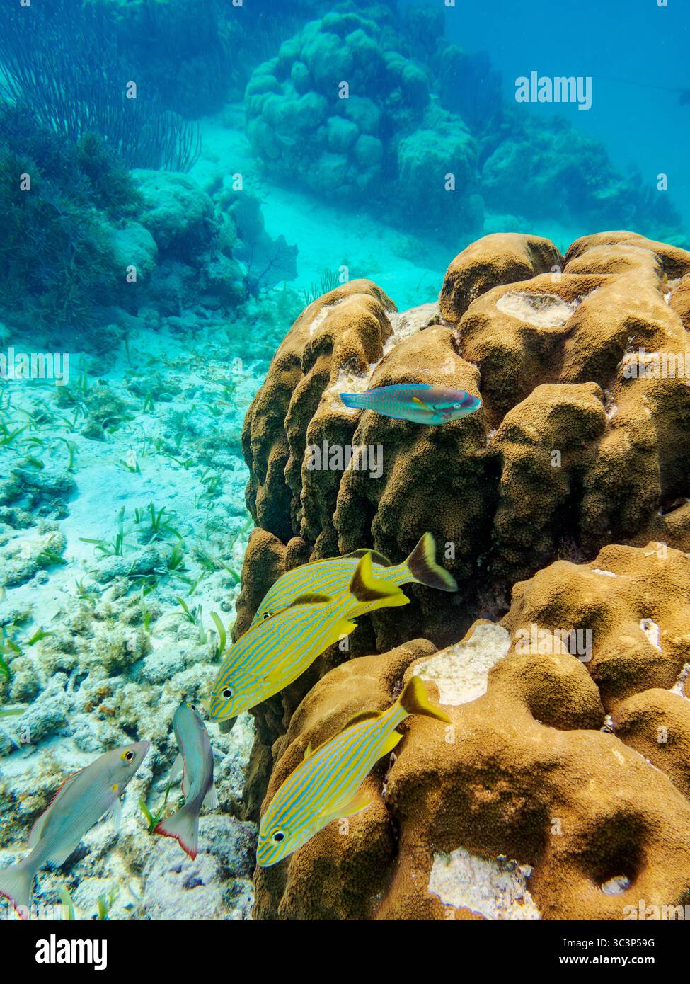 Foto subacquea scattata durante la riserva marina di Hol Chan, Shark Ray Alley e Coral Garden Snorkelling Tour, Belize District, Belize Foto Stock