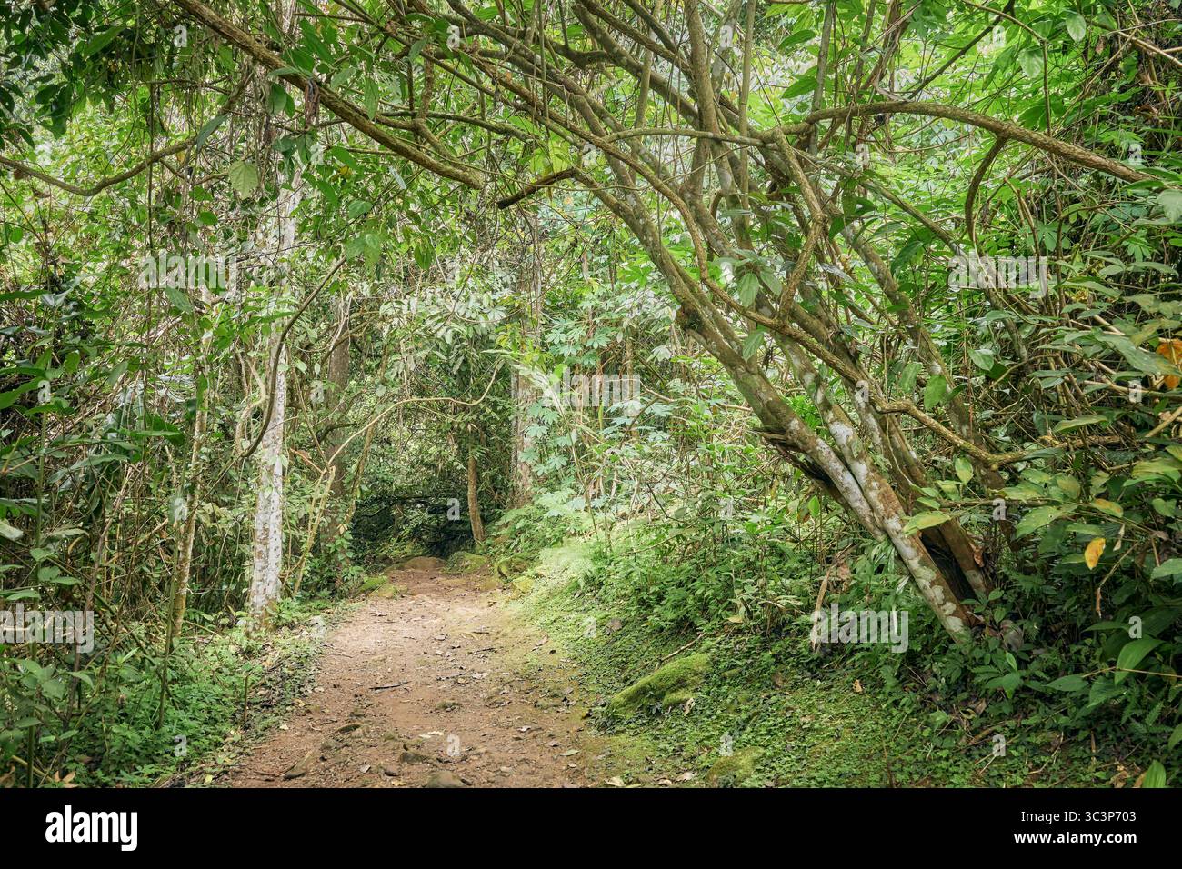 Sentiero nella foresta pluviale del Borneo, Sabah, Malesia. Foto Stock