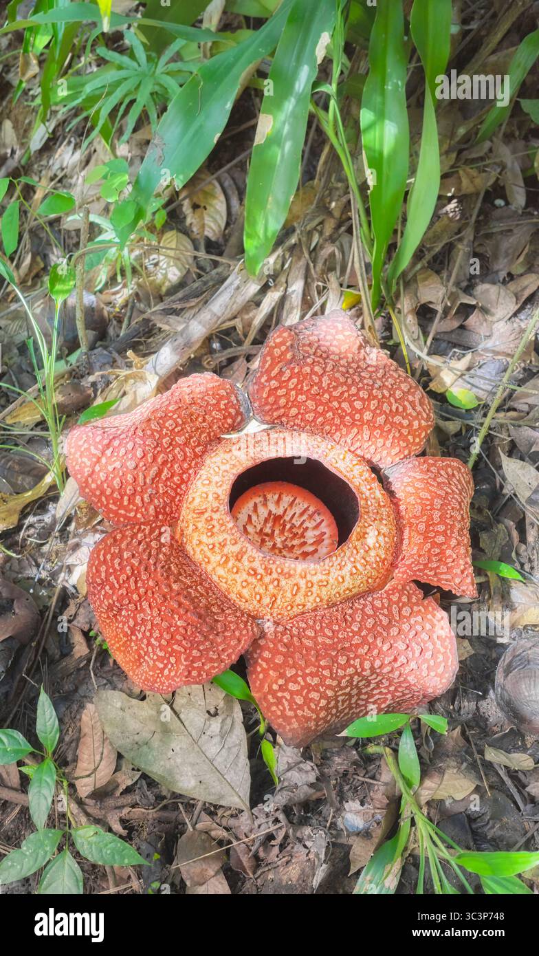 Rafflesia in fiore nella foresta pluviale del Borneo, Sabah, Malesia. Foto Stock