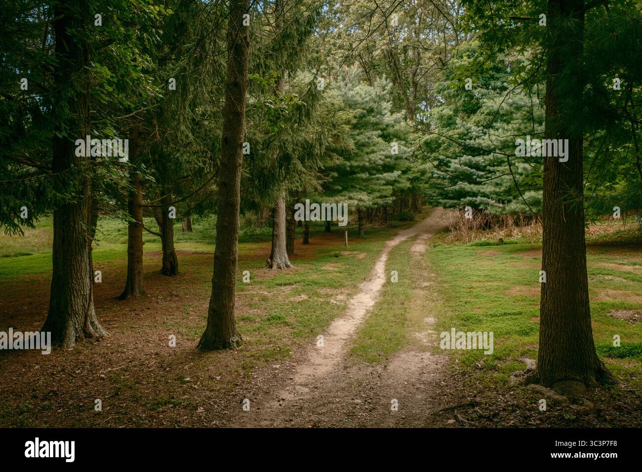 Un percorso alla Hoyt Farm Nature Preserve, Commack, Long Island, New York Foto Stock