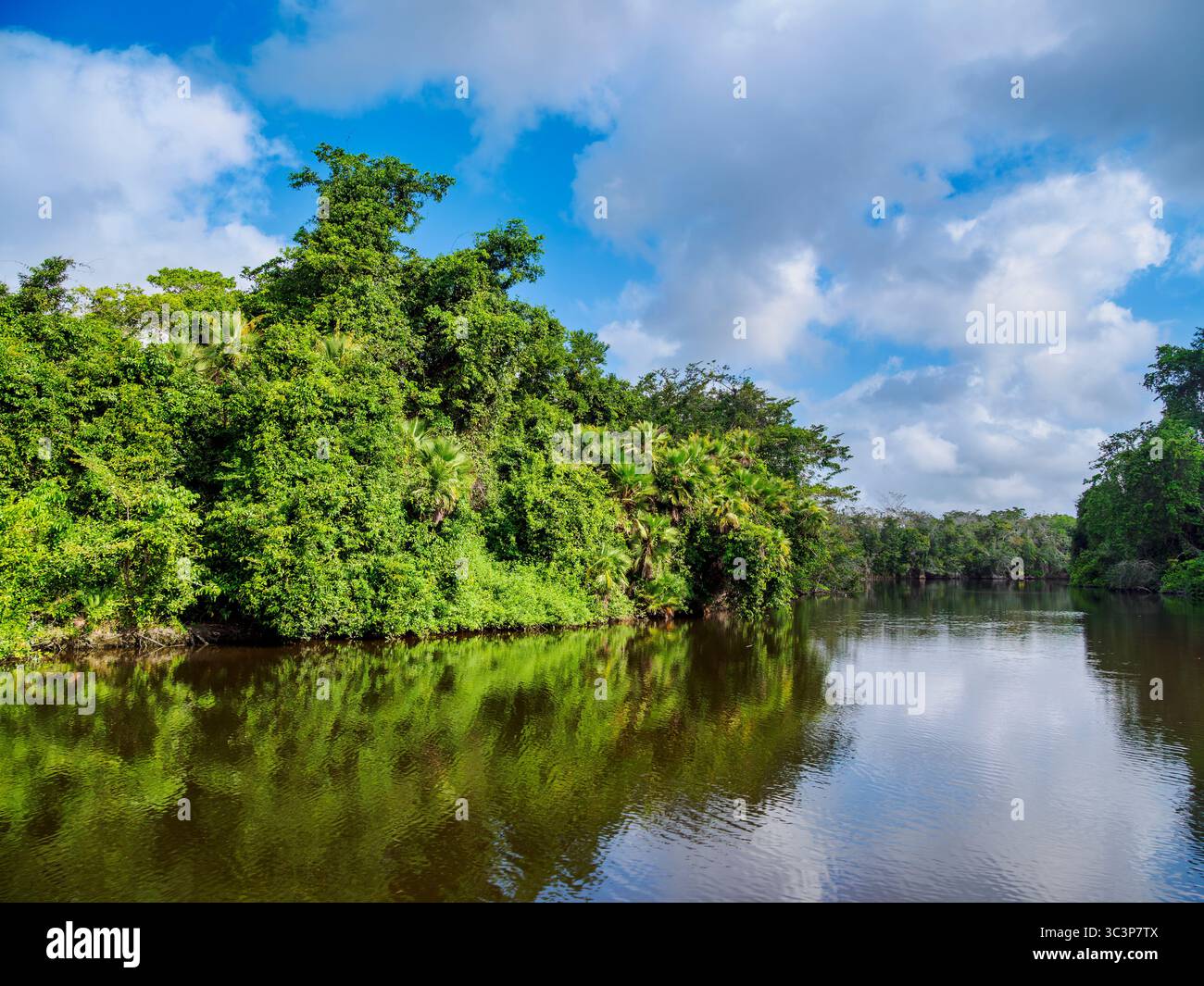 New River, Orange Walk District, Belize Foto Stock