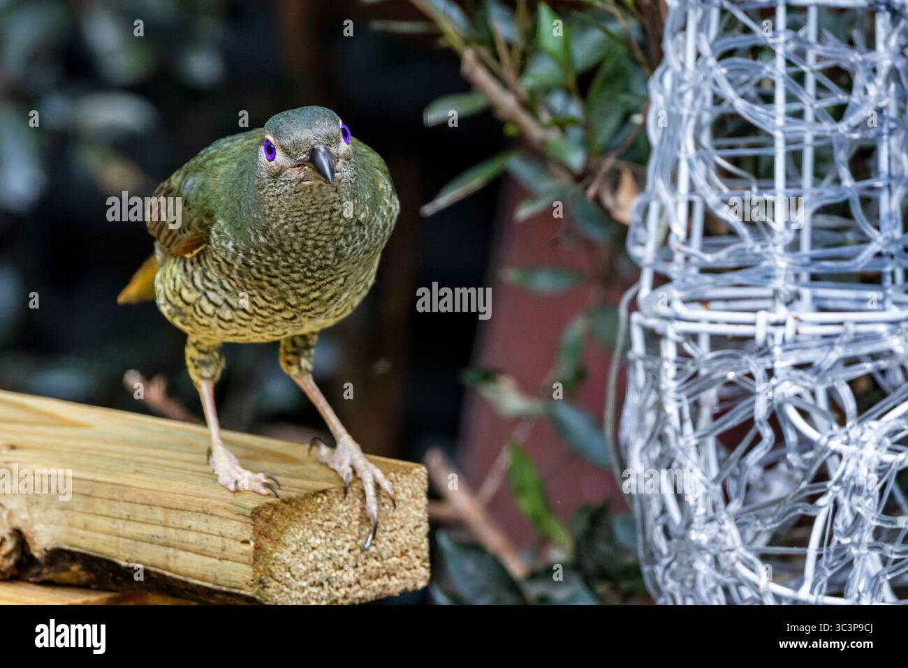 Primo piano di un uccello gatto australiano con occhi viola luccicanti arroccati su un pezzo di legno a Sydney, Australia. Foto Stock