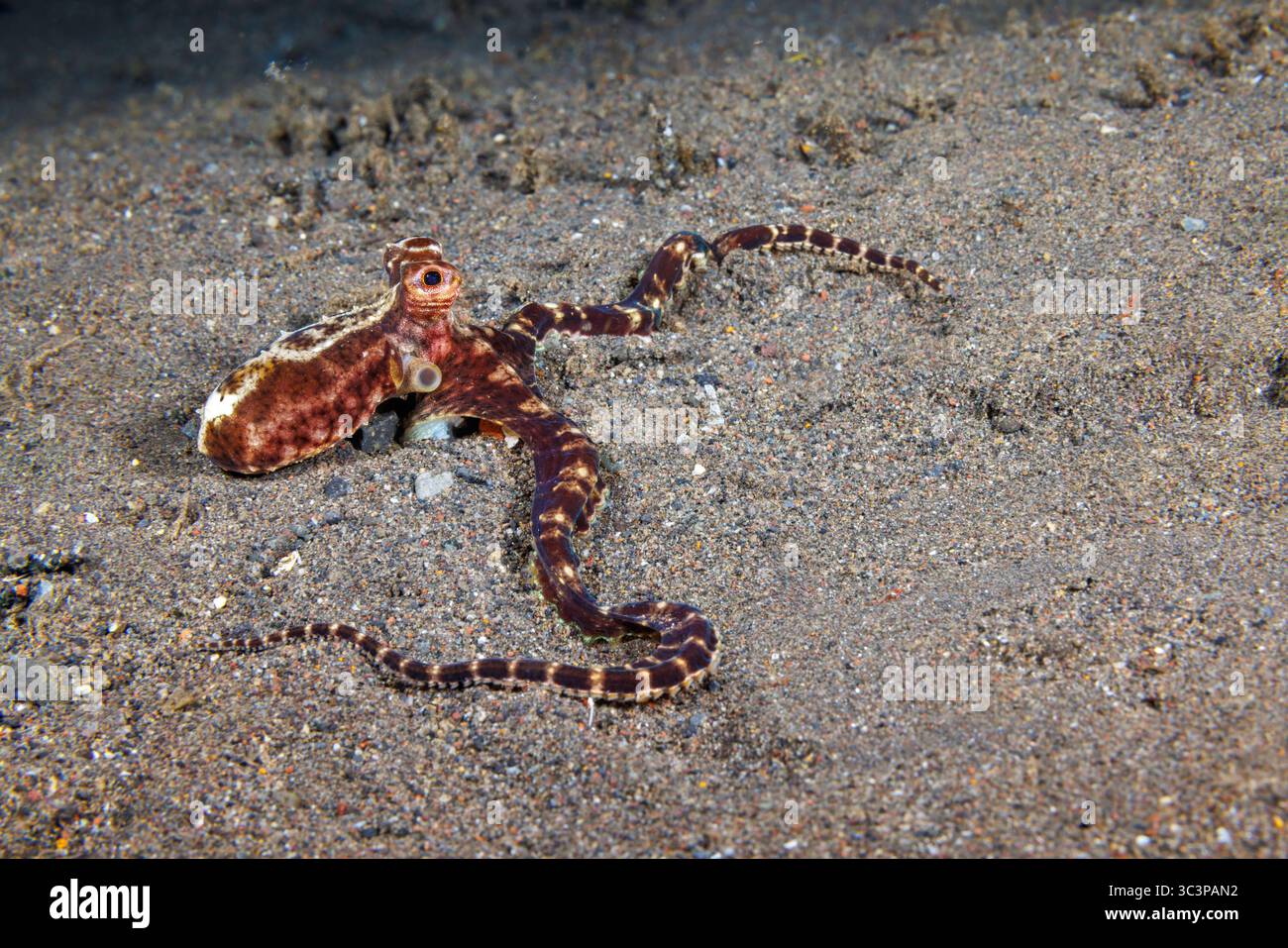 Rinomato per la sua sorprendente capacità di impersonare altri animali marini come pesci leone, pesci piatti e serpenti marini, il polpo mimico, il Thaumoctopus m. Foto Stock