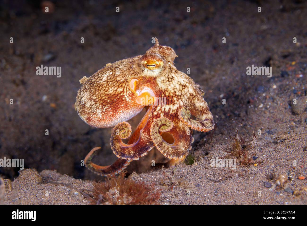 Il polpo di cocco, Amphioctopus marginatus, è anche noto come polpo venato, Bali, Indonesia. Questo cefalopode intelligente può contenere gusci di cocco e. Foto Stock