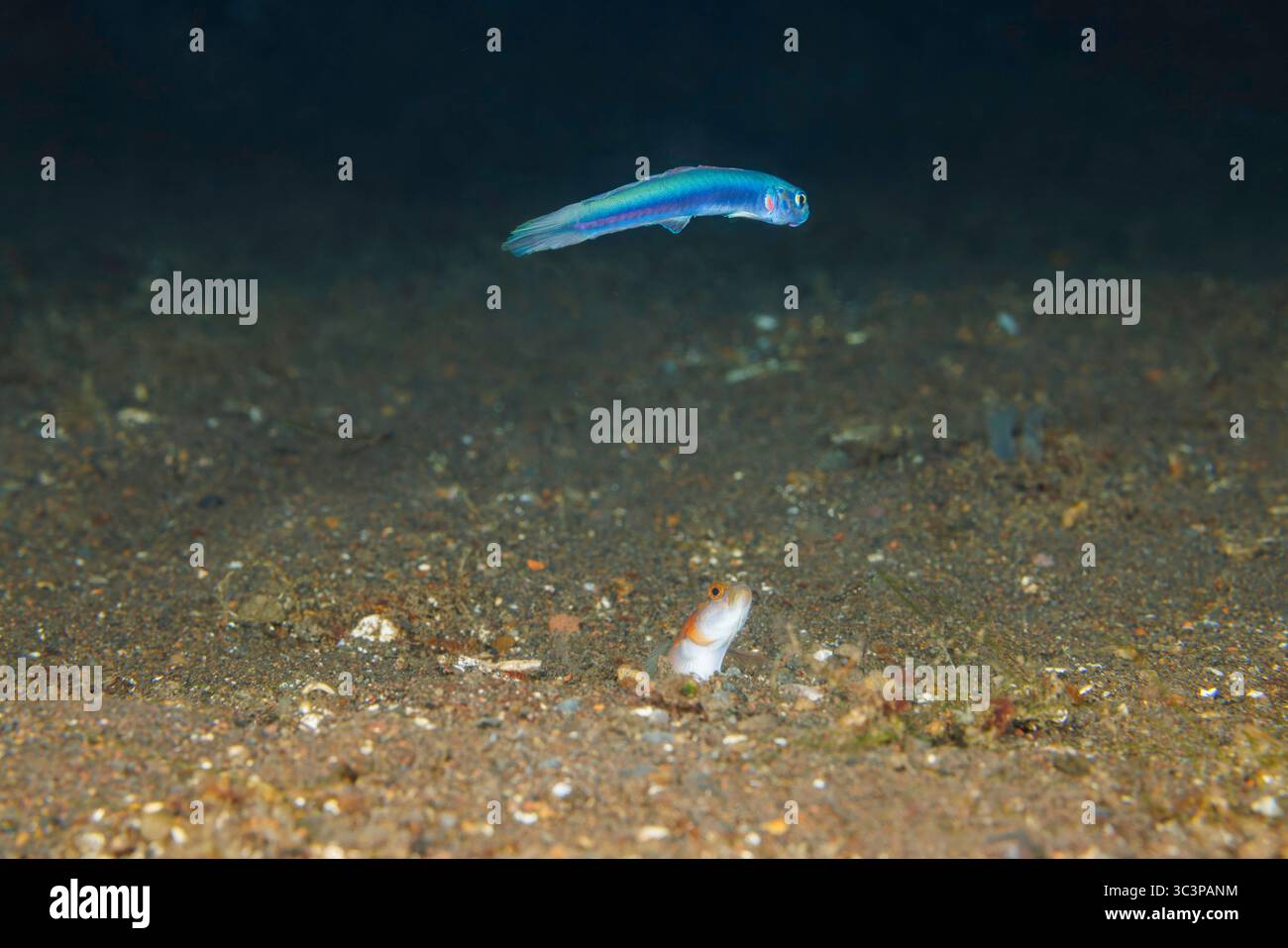 Un pesce dartfish di Redspot, Ptereleotris rubristigma, si libra sopra la tana condivisa costruita da un gambero che si stacca, protetto dal gatto di coda Foto Stock