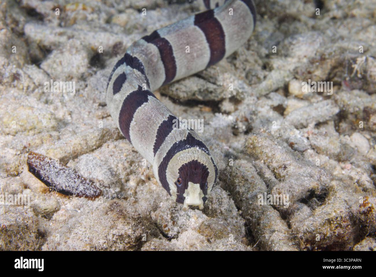 Questa accattivante immagine mostra un serpente anguilla detenuto, Leiuranus versicolor, che esplora una striscia di macerie coralline al largo dell'isola di Guam, nel Mar delle Filippine Foto Stock