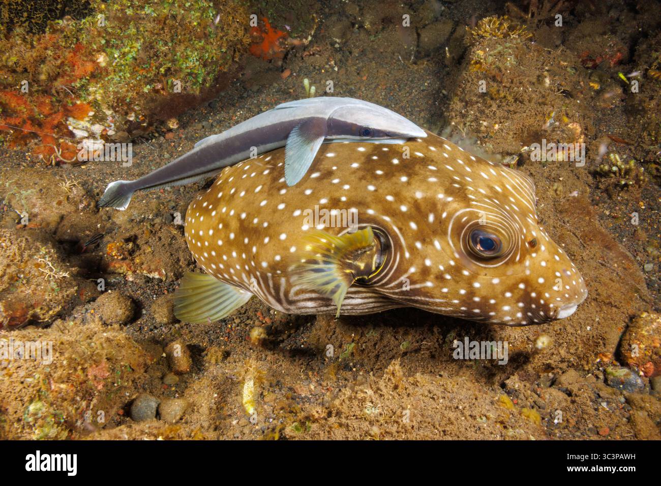 In questo raro momento catturato sulla barriera corallina vicino a Bali, Indonesia, un pesce succhieruola snello, Echeneis naucrates, noto anche come remora, cavalca sul retro di Foto Stock