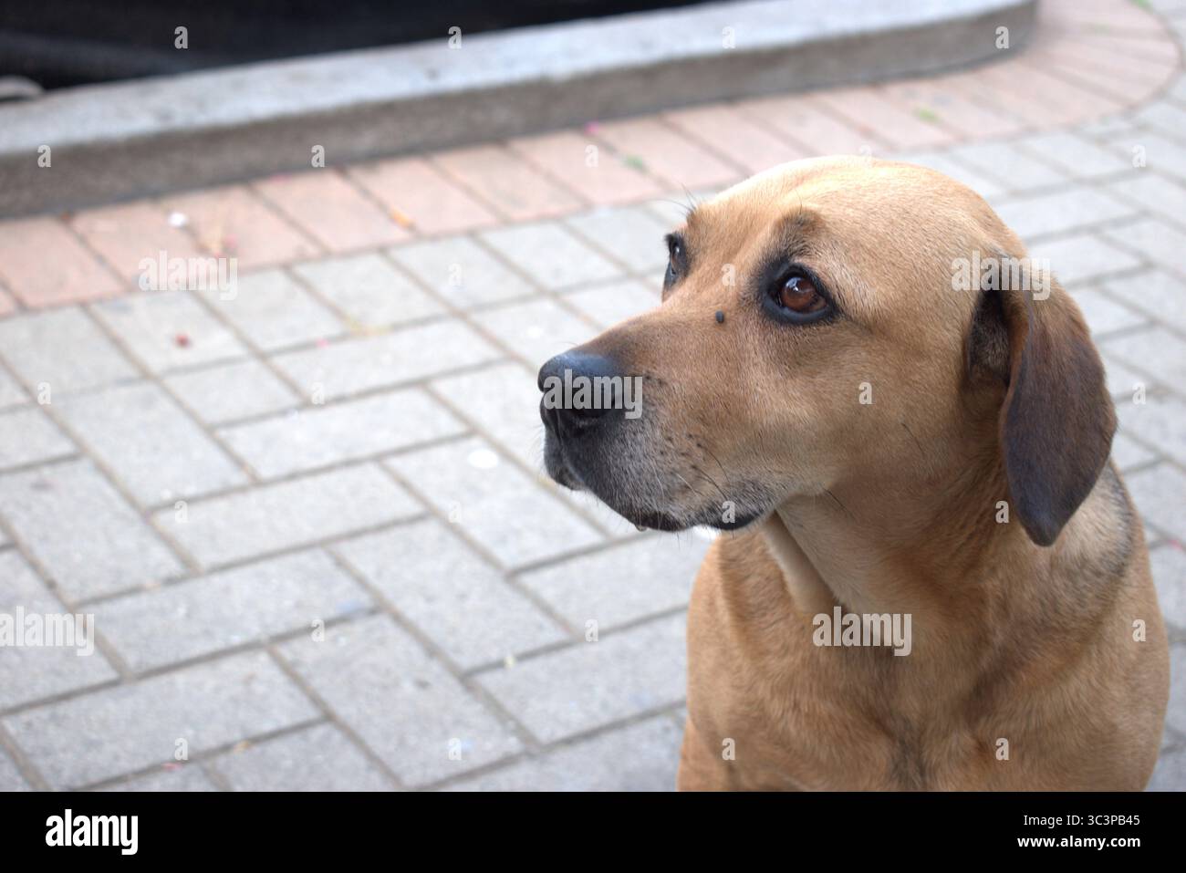 Ritratto cane vassoio – Fotografia documentario su animali di strada Foto Stock