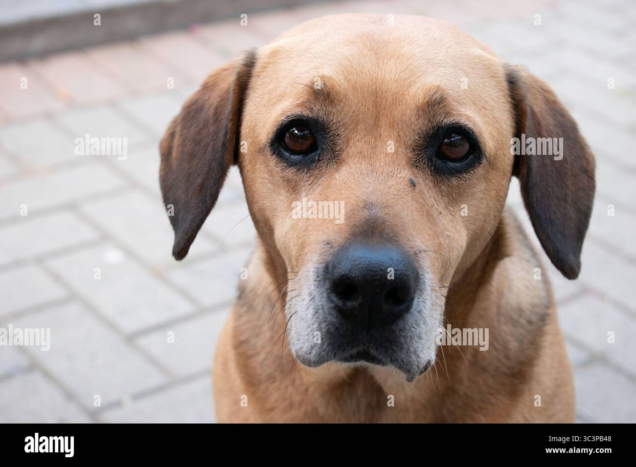 Ritratto cane vassoio – Fotografia documentario su animali di strada Foto Stock