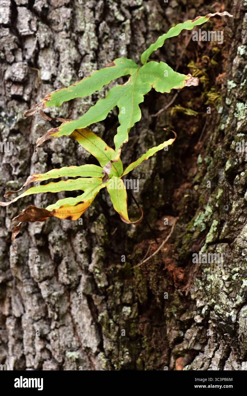 Goldfoot Fern che cresce nella fessura di una quercia viva (Quercus virginiana). Foto Stock